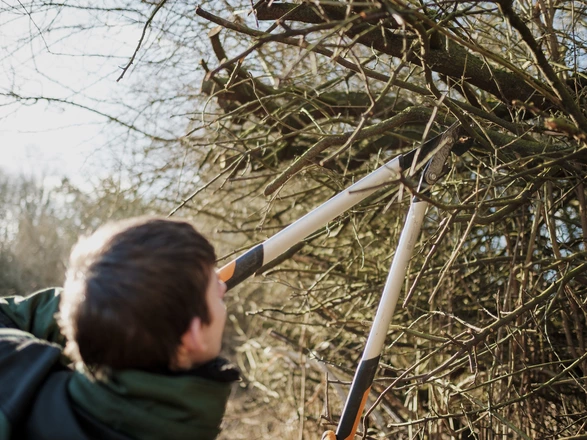 Auszubildender schneidet einen Baum zurück