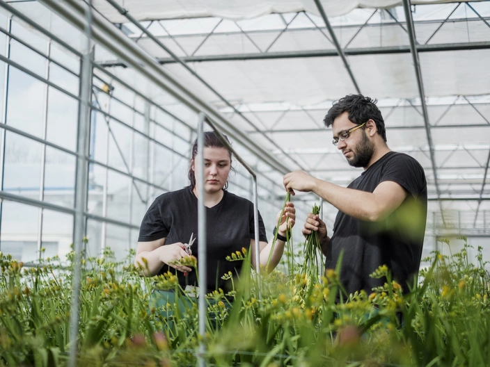 Zwei Auszubildende ernten Schnittblumen