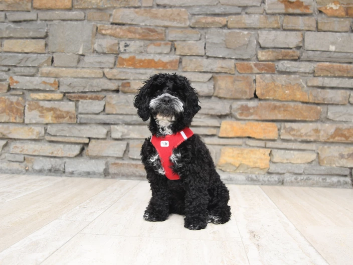 Bild des zuckersüßen, schwarzen Schulhunds Cooper